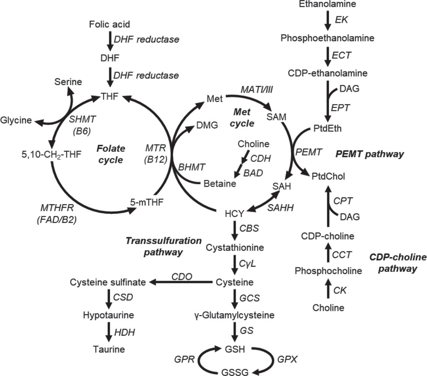 folinic acid dmg b12 dosage chart